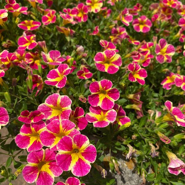 Calibrachoa MiniFamous® MiniFamous® 'Neo Red Shuffle' Image