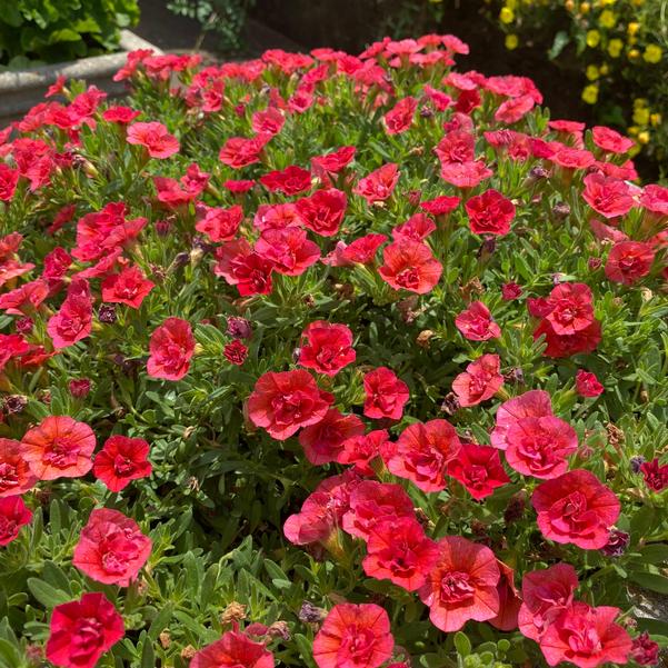 Calibrachoa MiniFamous® MiniFamous® 'Uno Double Orange' Image