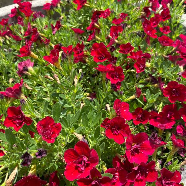 Calibrachoa MiniFamous® MiniFamous® 'Uno Double Red 25' Image