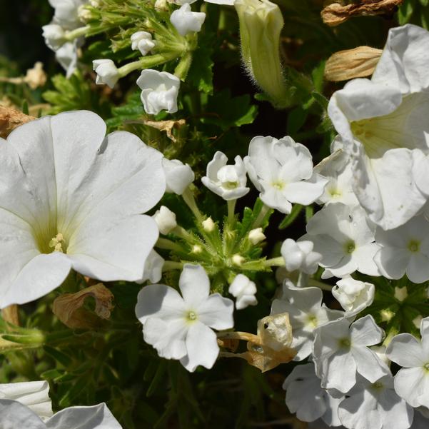 Confetti Garden Confetti Garden® 'White Wedding' Image