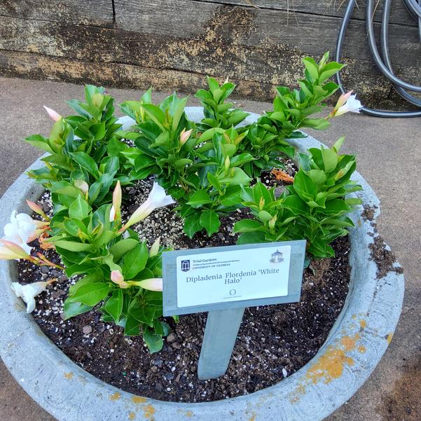 Dipladenia Flordenia 'White Halo' Image