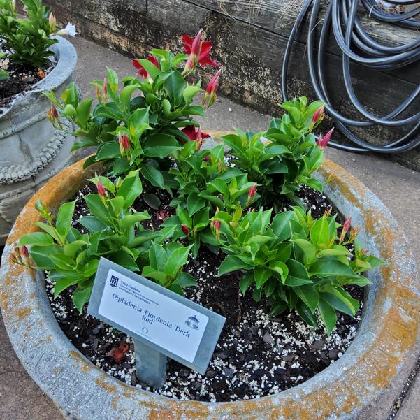 Dipladenia Flordenia 'Dark Red' Image