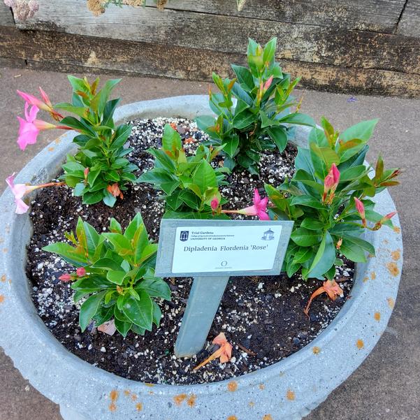 Dipladenia Flordenia 'Rose' Image