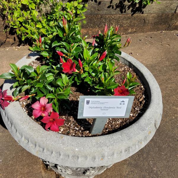 Dipladenia Flordenia 'Red Velvet' Image