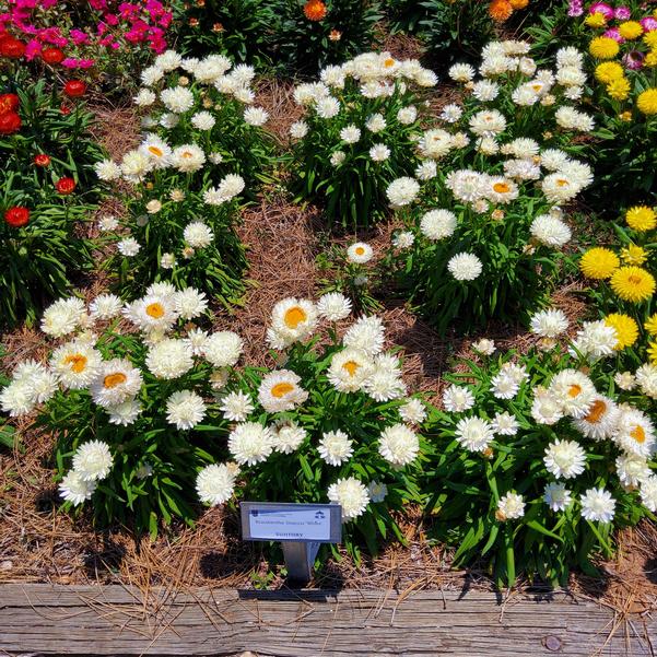 Bracteantha Granvia 'White' Image