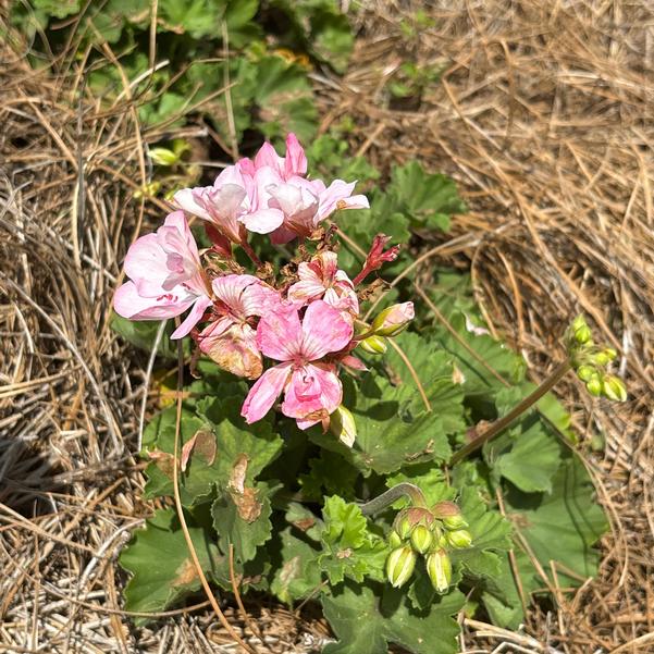 Pelargonium interspecific Big EEZE 'Pink Batik' Image