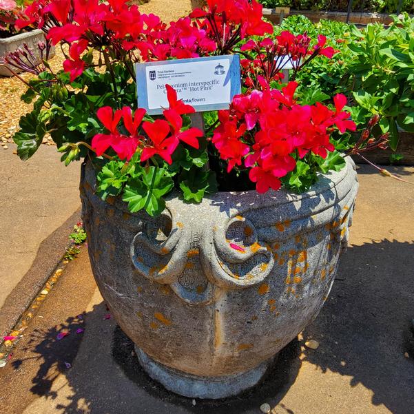 Pelargonium interspecific Caldera™ 'Hot Pink' Image