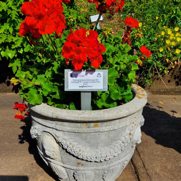 Pelargonium interspecific Calliope® 'Large Scarlet Fire Imp.' Image