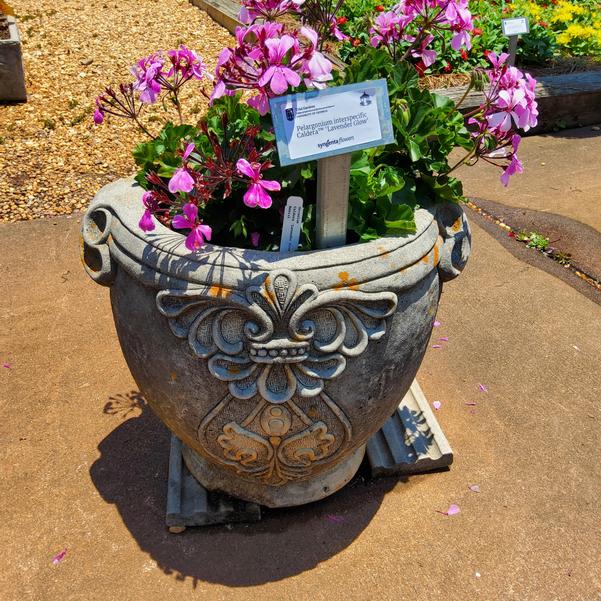 Pelargonium interspecific Caldera™ 'Lavender Glow' Image