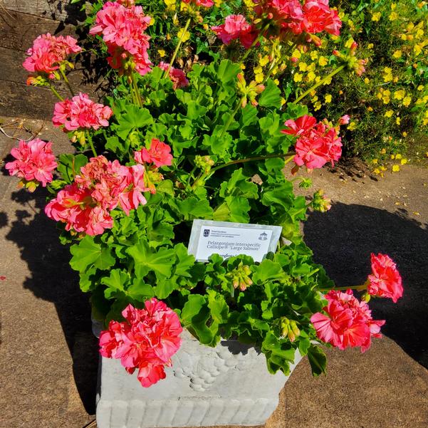 Pelargonium interspecific Calliope® 'Large Salmon' Image