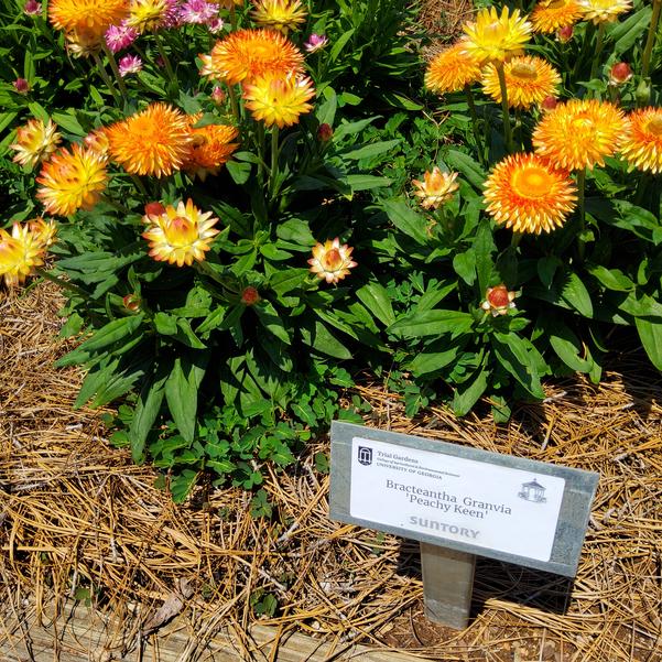 Bracteantha Granvia 'Peachy Keen' Image