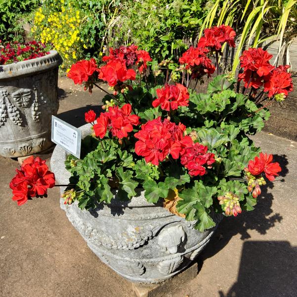 Pelargonium interspecific Calliope® 'Medium Bright Scarlet DL' Image