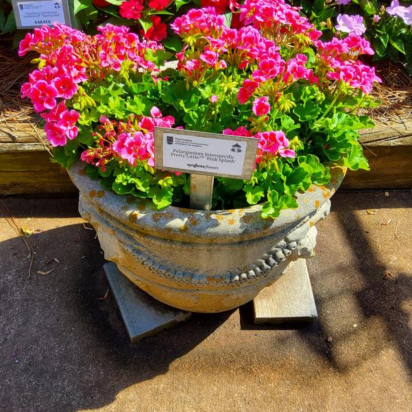 Pelargonium interspecific Pretty Little™ 'Pink Splash' Image