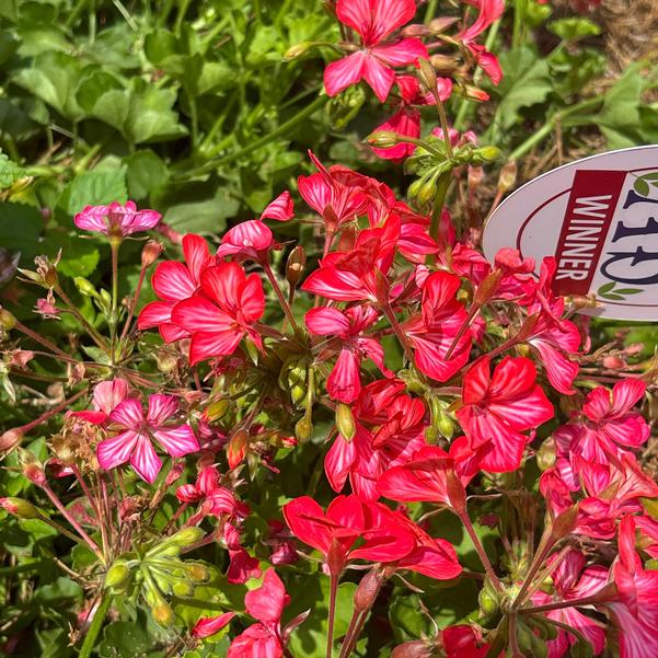 Pelargonium peltatum Grand Idols® 'Pink Bicolor 60' Image