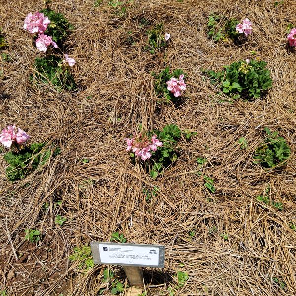 Pelargonium zonale Savannah® 'Pink Shades' Image