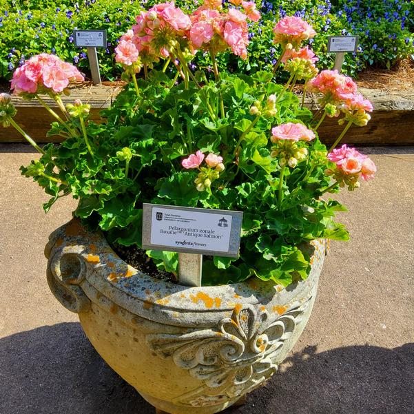 Pelargonium zonale Rosalie™ 'Antique Salmon' Image