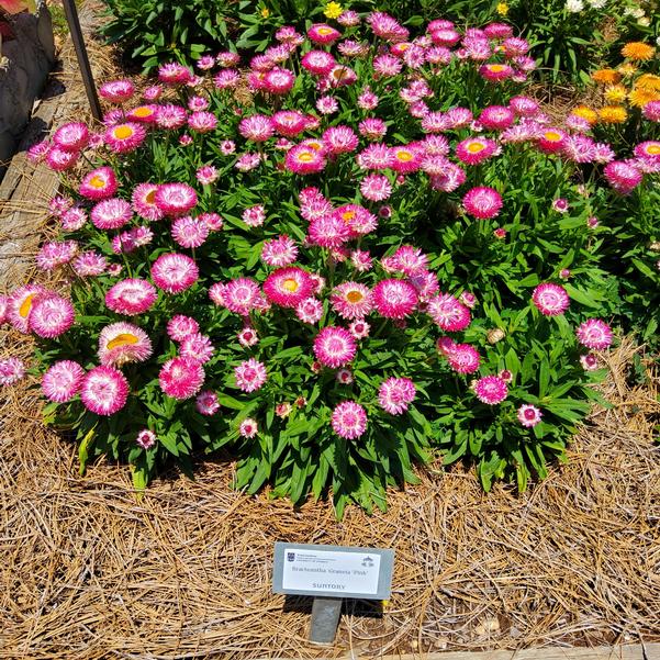 Bracteantha Granvia 'Pink' Image