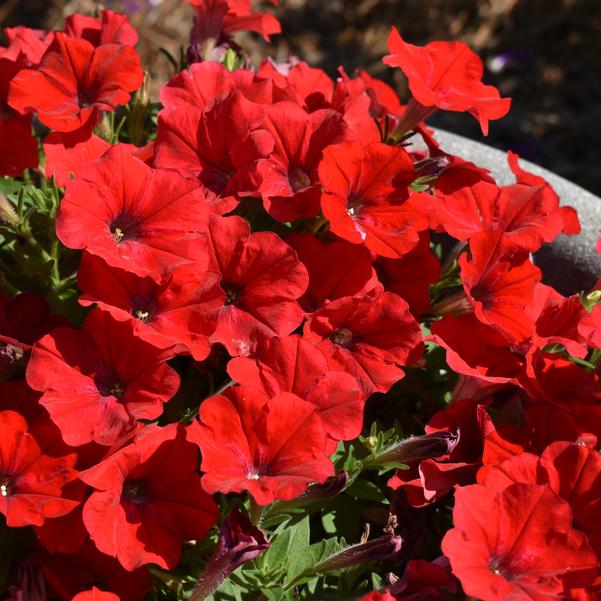 Petunia DuraBloom® 'Red 2025' Image