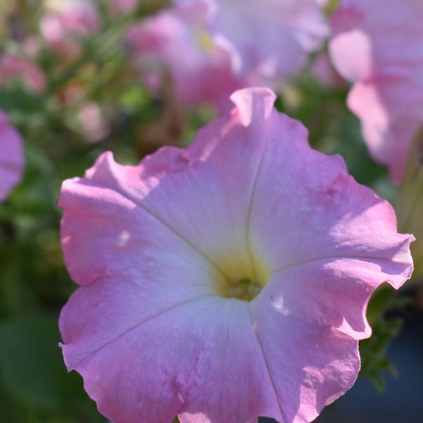 Petunia Cheerful 'Shell Pink' Image