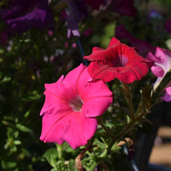 Petunia Cheerful 'Rose' Image