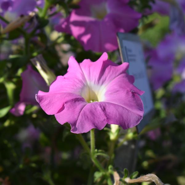 Petunia Cheerful 'Lilac' Image
