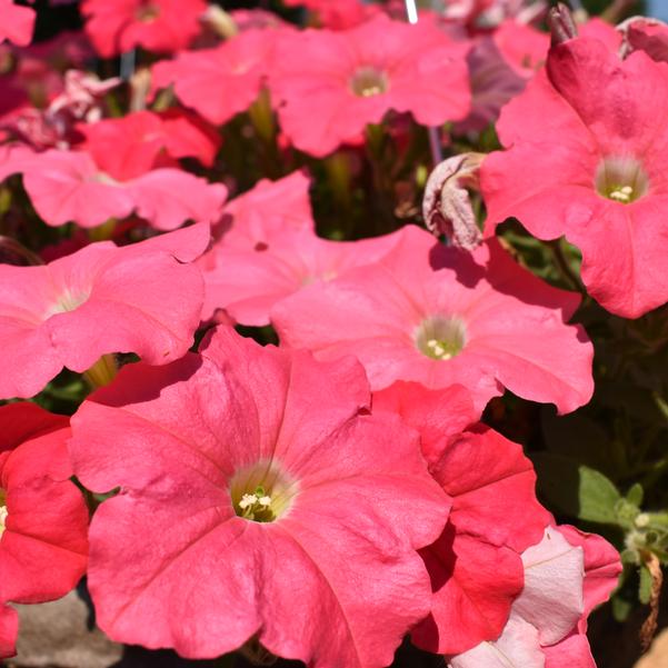 Petunia Supertunia® 'Bermuda Beach (Imp)' Image