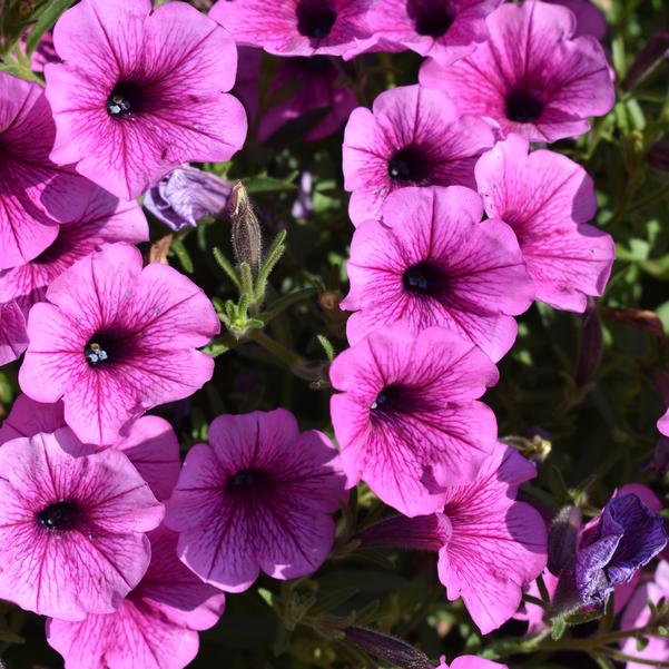 Petunia Supertunia Mini Vista® 'Plum Veined' Image