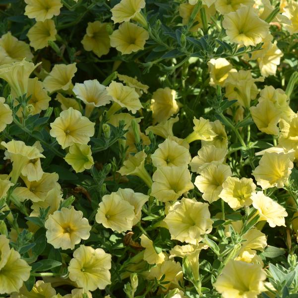 Petunia Supertunia Mini Vista® 'Yellow' Image