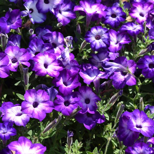 Petunia Supertunia Tiara™ 'Blue' Image