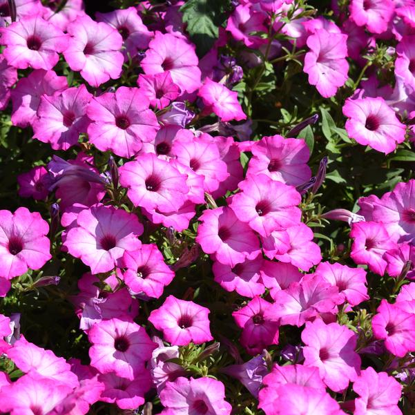 Petunia Supertunia Tiara™ 'Pink' Image