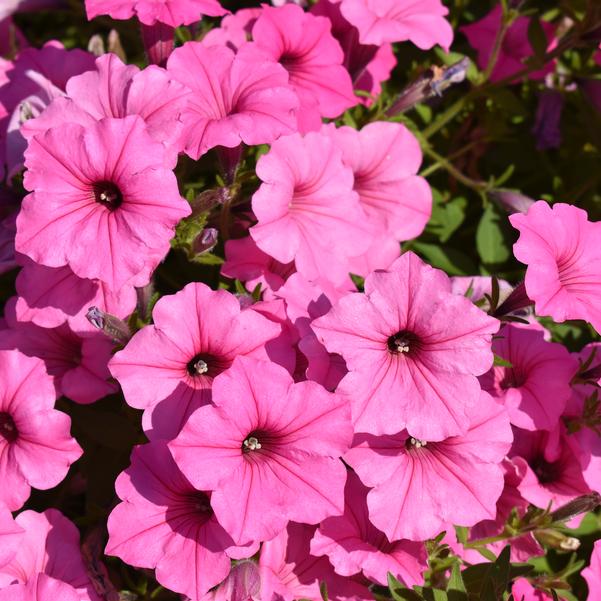 Petunia Supertunia Vista® 'Bubblegum' Image