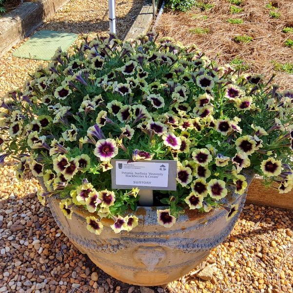 Petunia Surfinia 'Heavenly Blackberries & Cream' Image