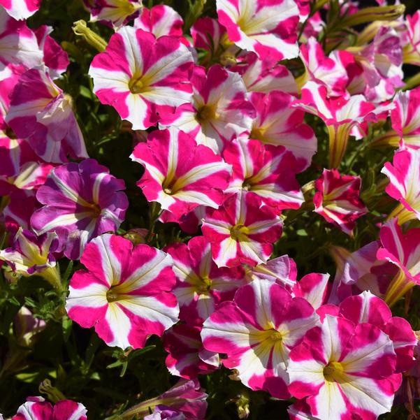 Petunia 'Heartwheel' Image