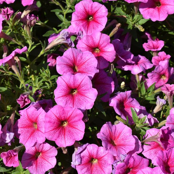 Petunia hybrida TX1082 F1 Trilogy 'Rose Vein' Image