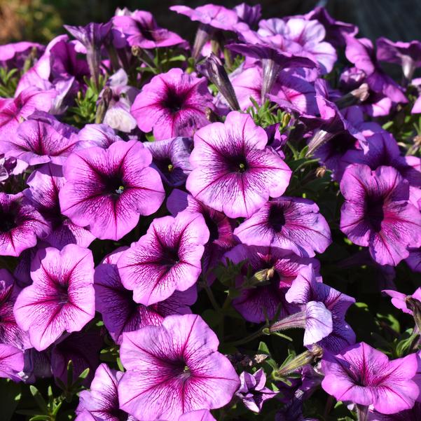 Petunia hybrida F1 Trilogy 'Purple Vein' Image