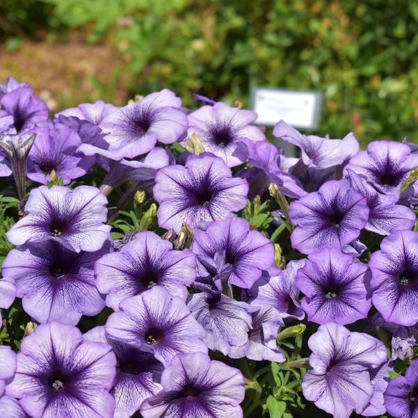 Petunia hybrida TX1083 F1 Trilogy 'Blue Vein' Image