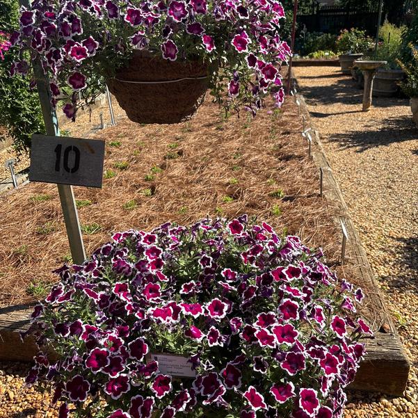 Petunia hybrida Painted Love 'Purple' Image