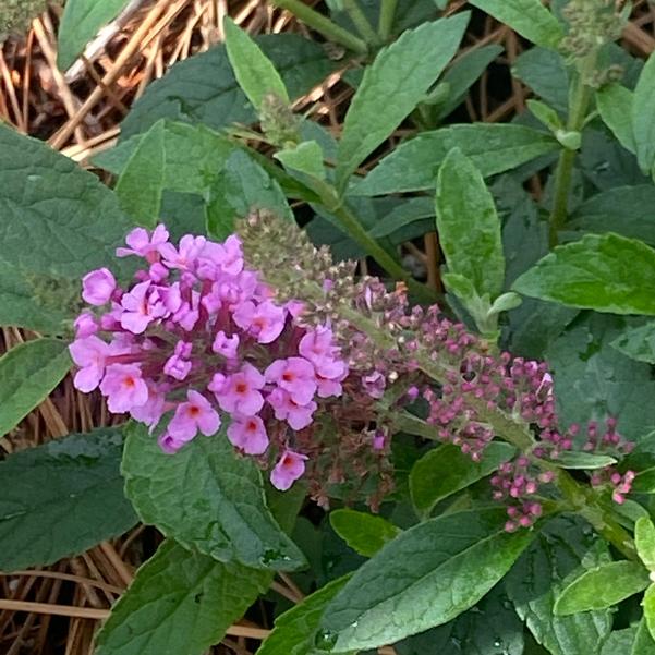 Buddleia Chrysalis™ 'Pink' Image