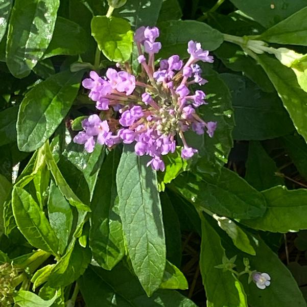 Buddleia Chrysalis™ 'Steel Blue' Image