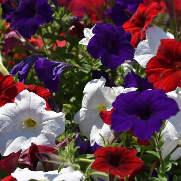 Spreading Petunia E3 Easy Wave® 'Red White and Blue Mix' Image