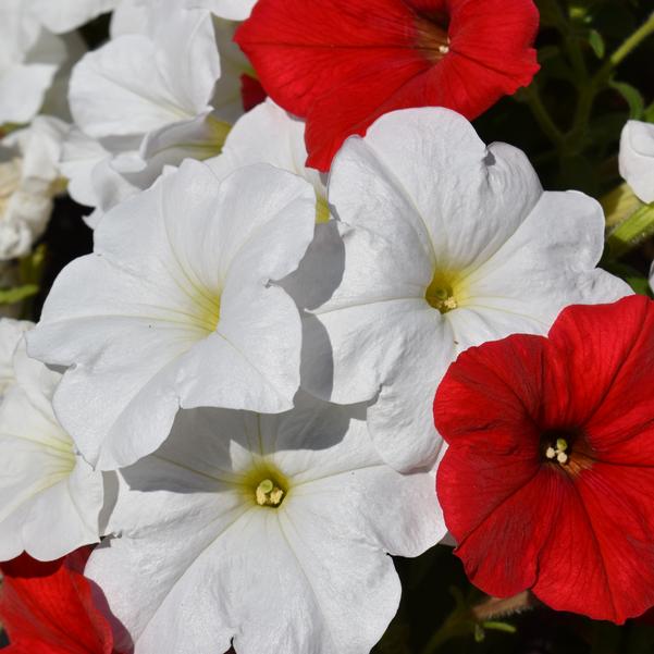 Spreading Petunia E3 Easy Wave® 'Peppermint Mix' Image