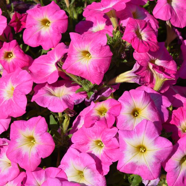 Spreading Petunia E3 Easy Wave® 'Rose Mom' Image