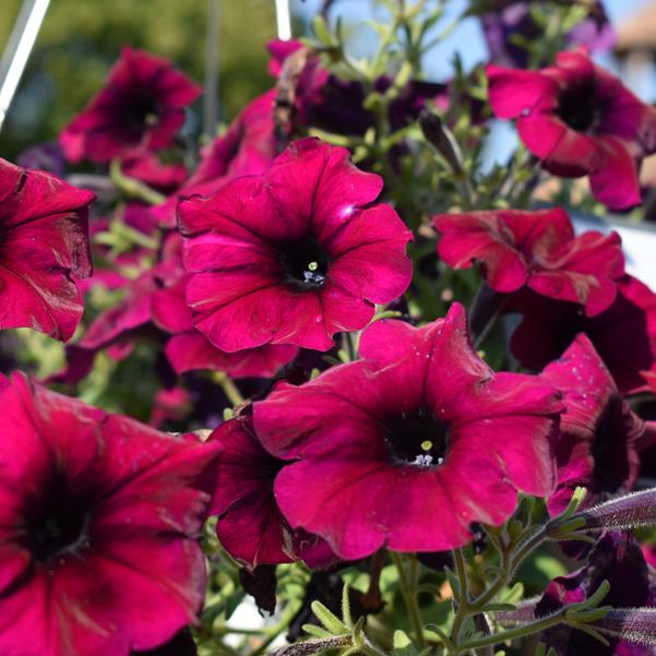 Spreading Petunia Easy Wave® 'Burgundy Velour' Image