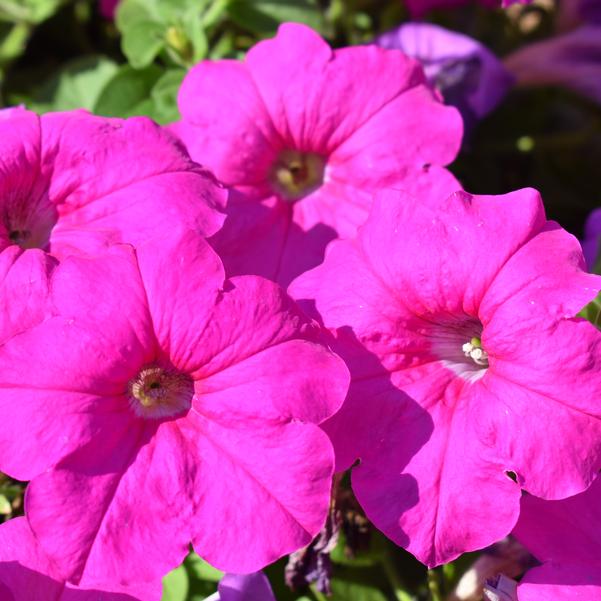 Spreading Petunia Easy Wave® 'Neon Rose' Image