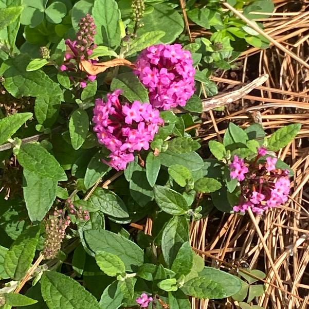 Buddleja davidii Little Rockstars 'Red' Image