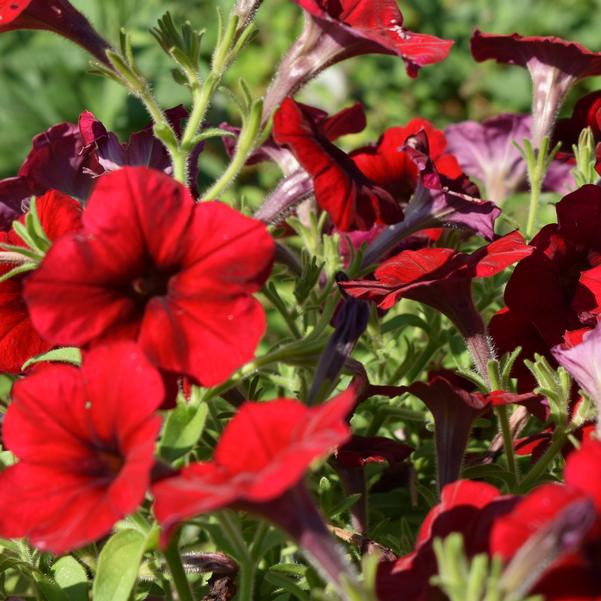 Spreading Petunia Easy Wave® 'Red Velour' Image