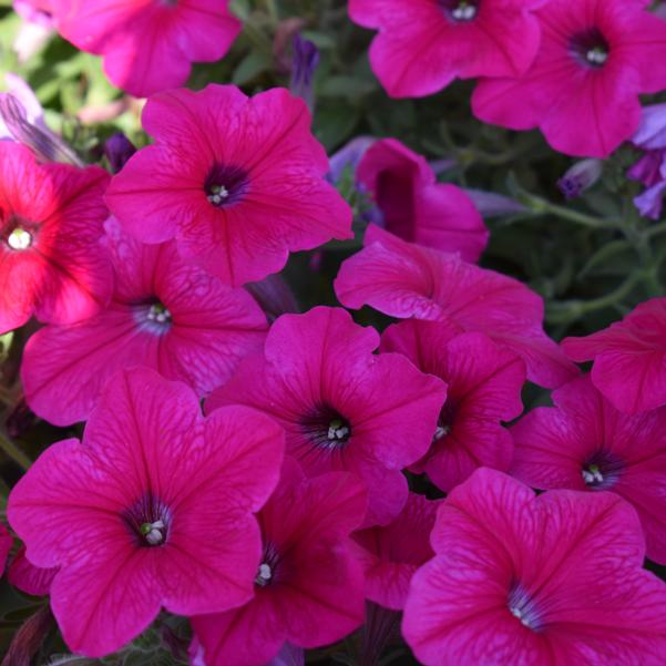 Spreading Petunia Easy Wave® 'Rose' Image