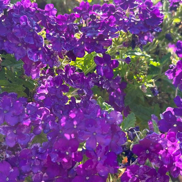 Verbena Empress® 'Sun Kiss Blue' Image