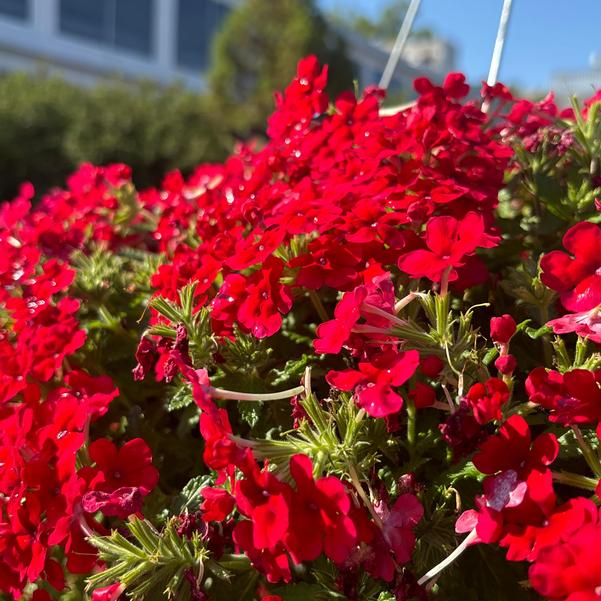 Verbena Empress® 'Sun Kiss Red' Image