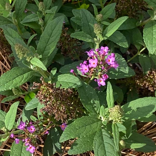 Buddleja davidii Little Rockstars 'Purple' Image